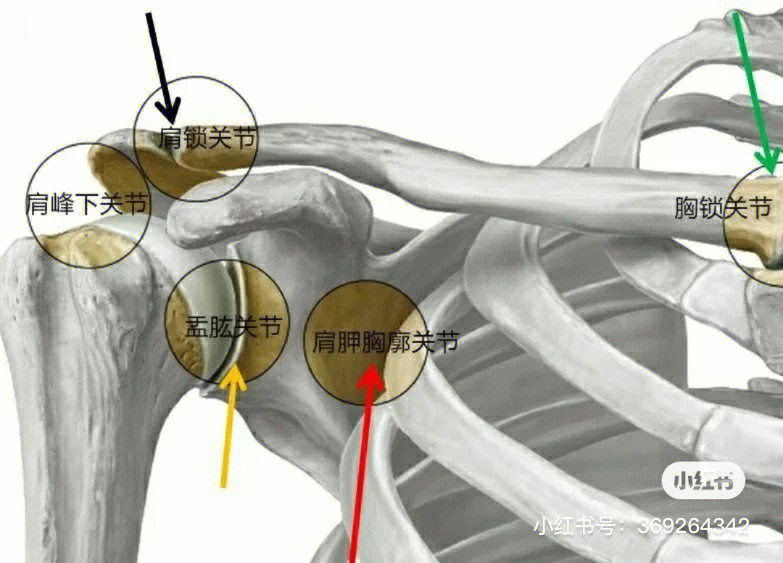 肩关节脱位有盂肱关节脱位,和肩锁关节脱位,肩关节的结构很复杂运动