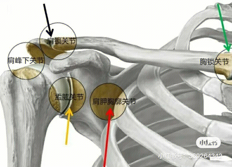肩关节脱臼图片解剖图图片