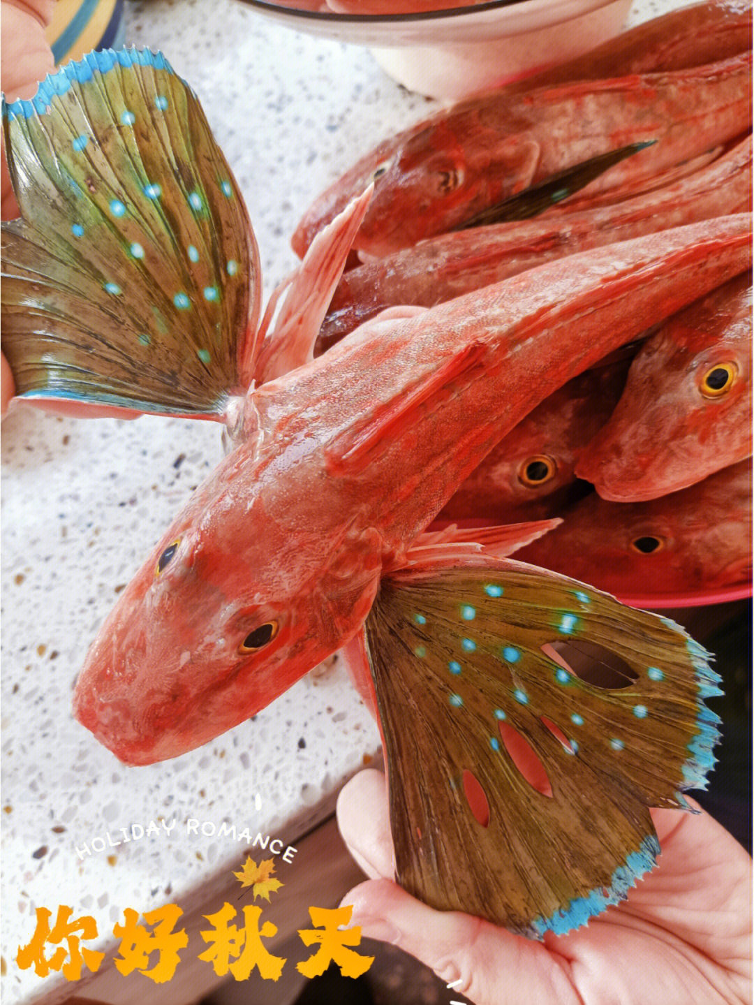 小科普:红头鱼,学名短鳍红娘鱼,属于冷水洄游海鱼