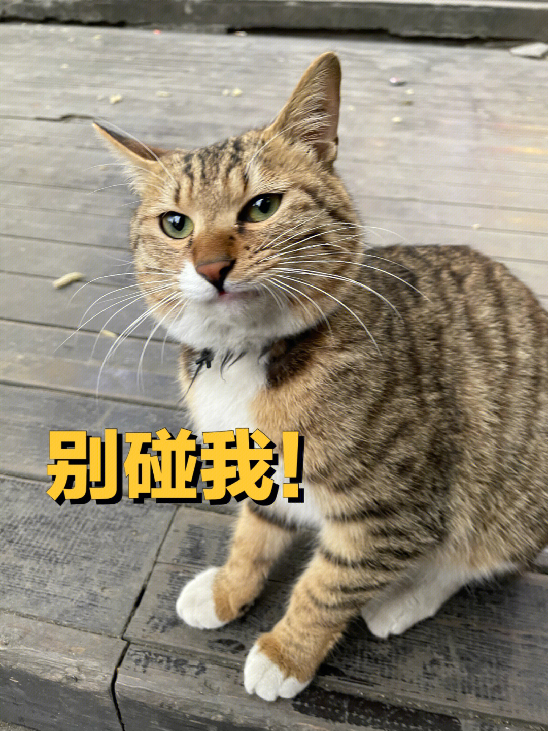 这只猫好像很嫌弃我