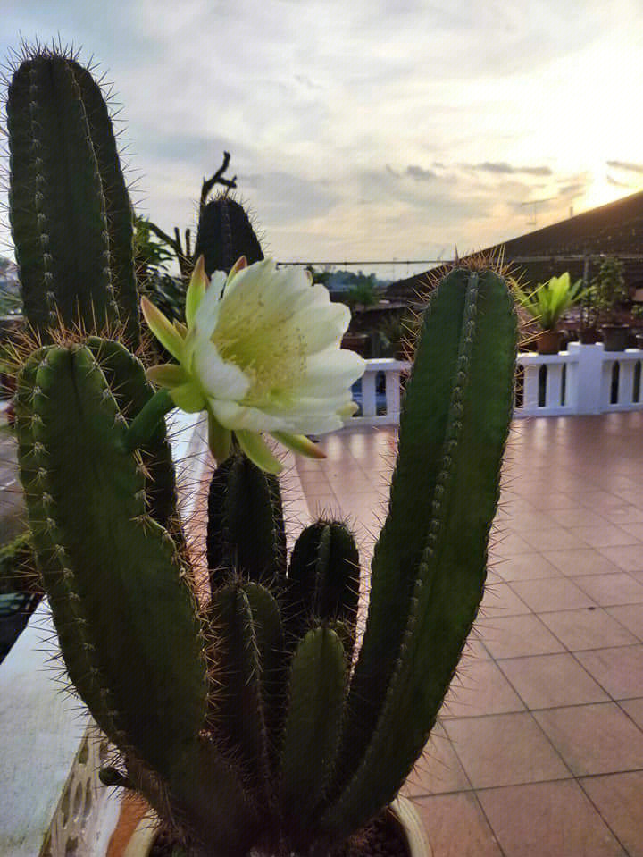 仙人掌开花啦