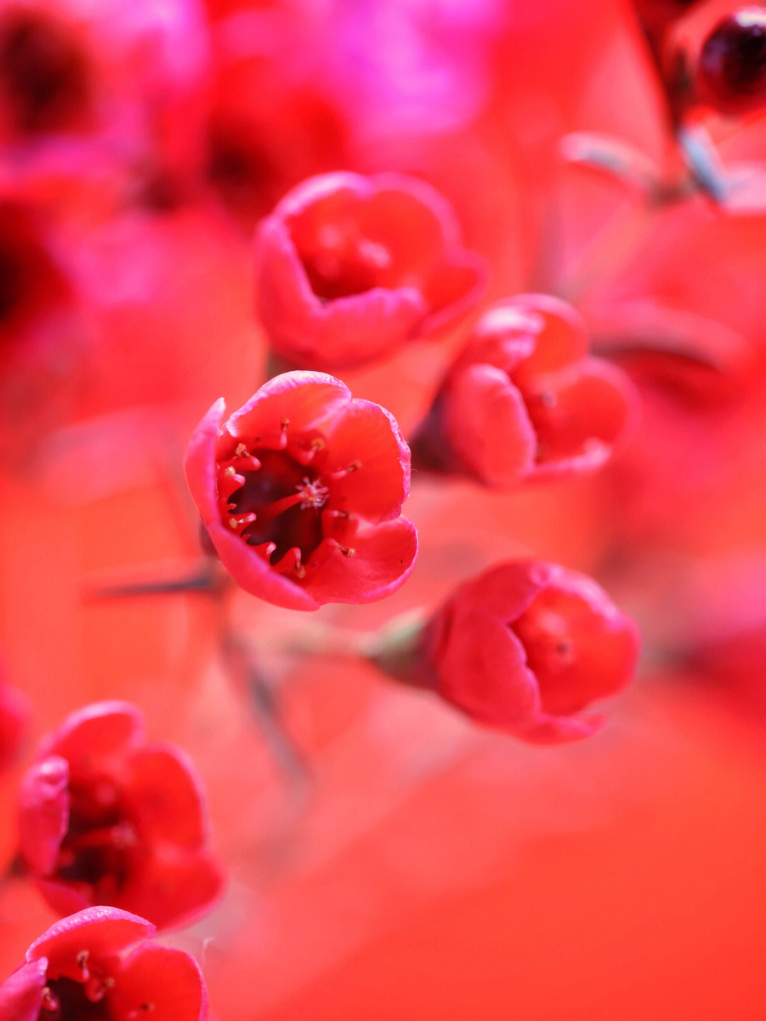 红色腊梅的品种图片