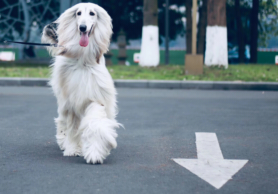 当拥有一只阿富汗猎犬是什么样的体验