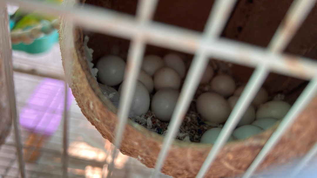 牡丹鹦鹉笼里发现25个蛋
