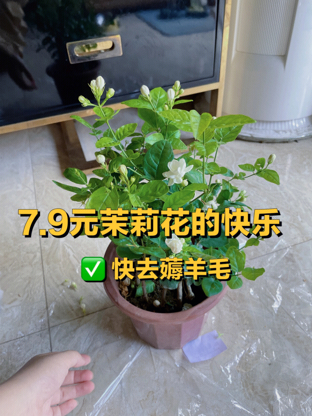 茉莉花记录卡图片图片