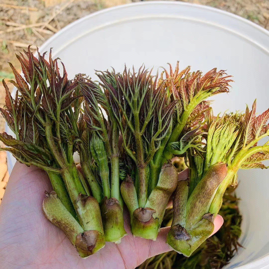 刺嫩芽种植技术图片