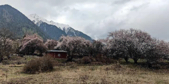 拉萨到波密赏桃花最省钱一趟