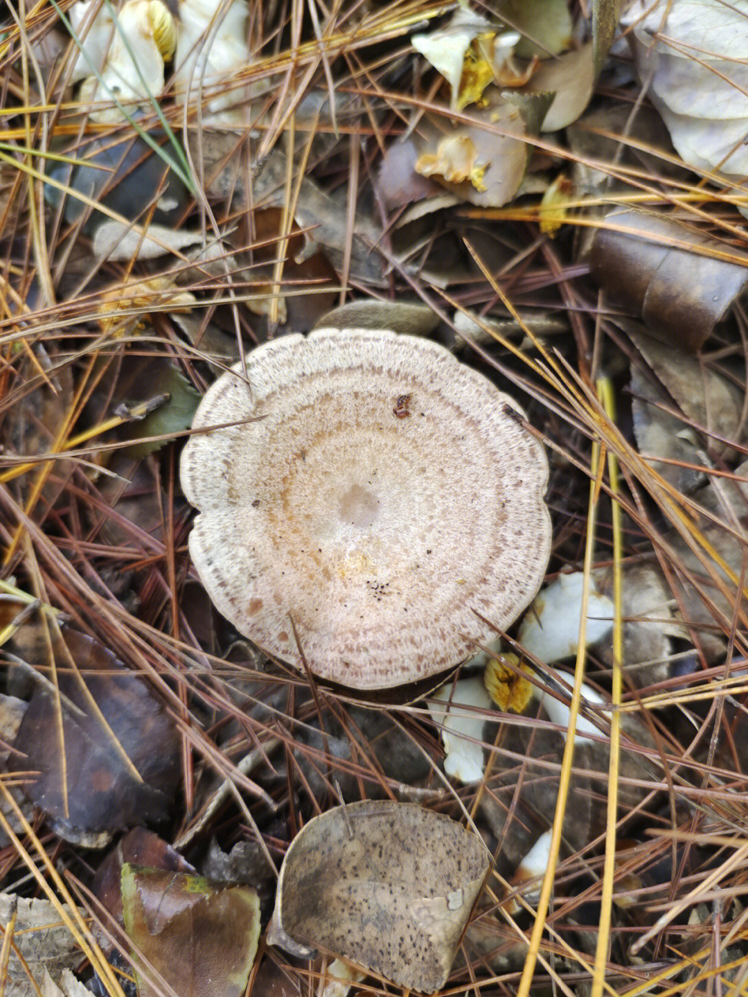今年秋天雨水少枞树蘑菇像个宝