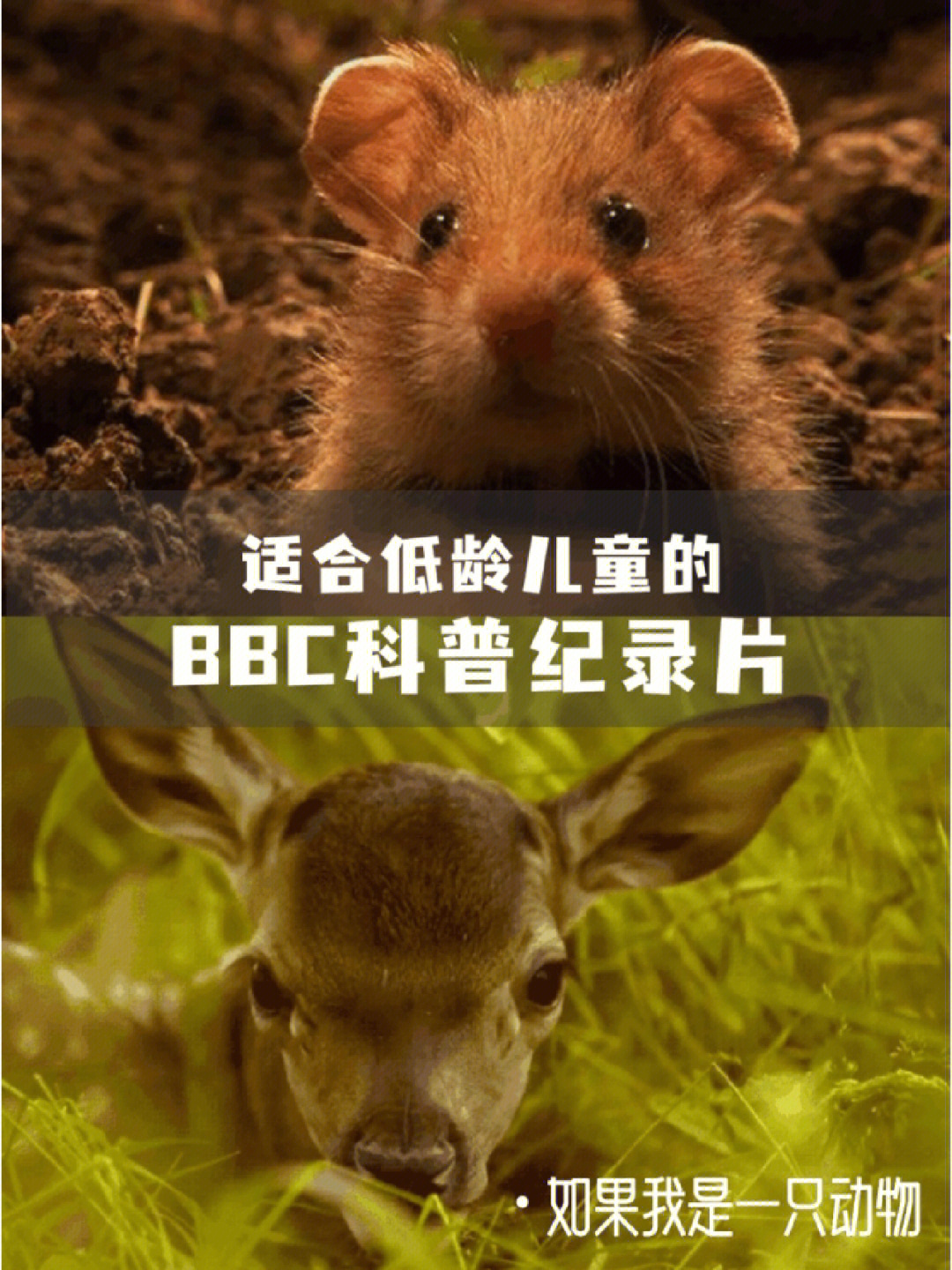 野生动物幼崽纪录片图片