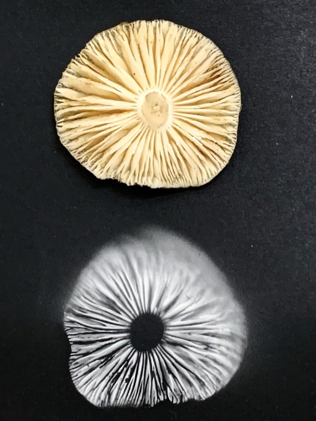 长根菇的孢子印