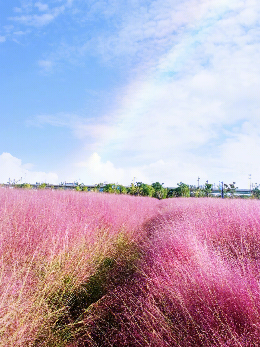 粉黛子花海