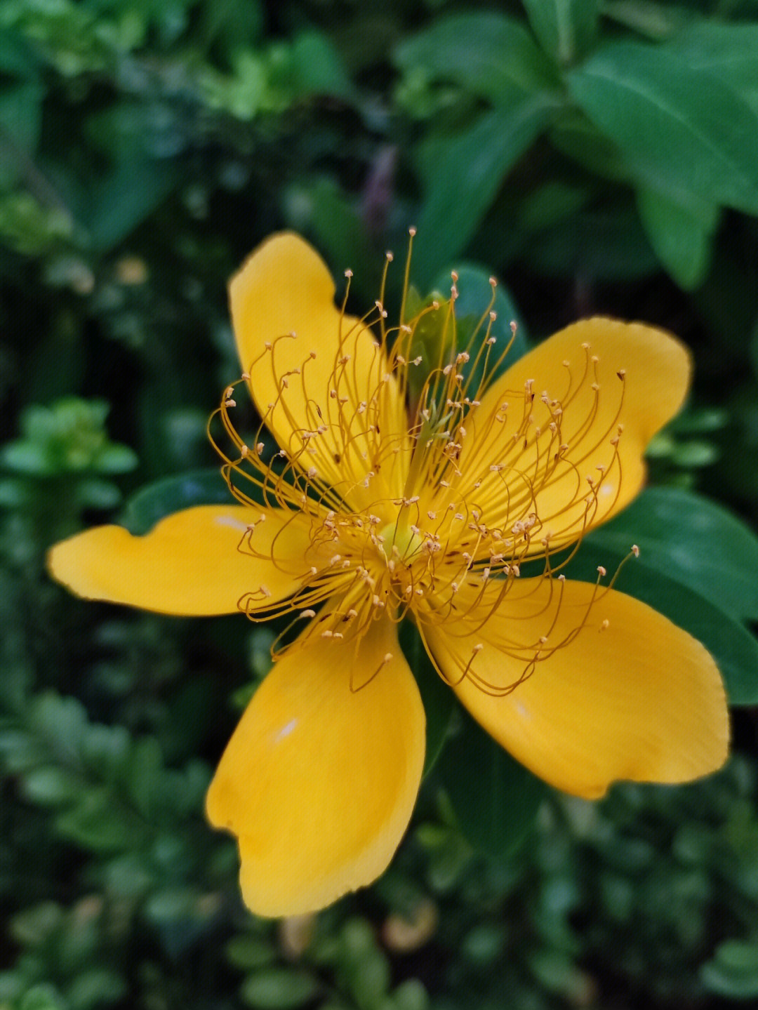 金丝梅的花语图片