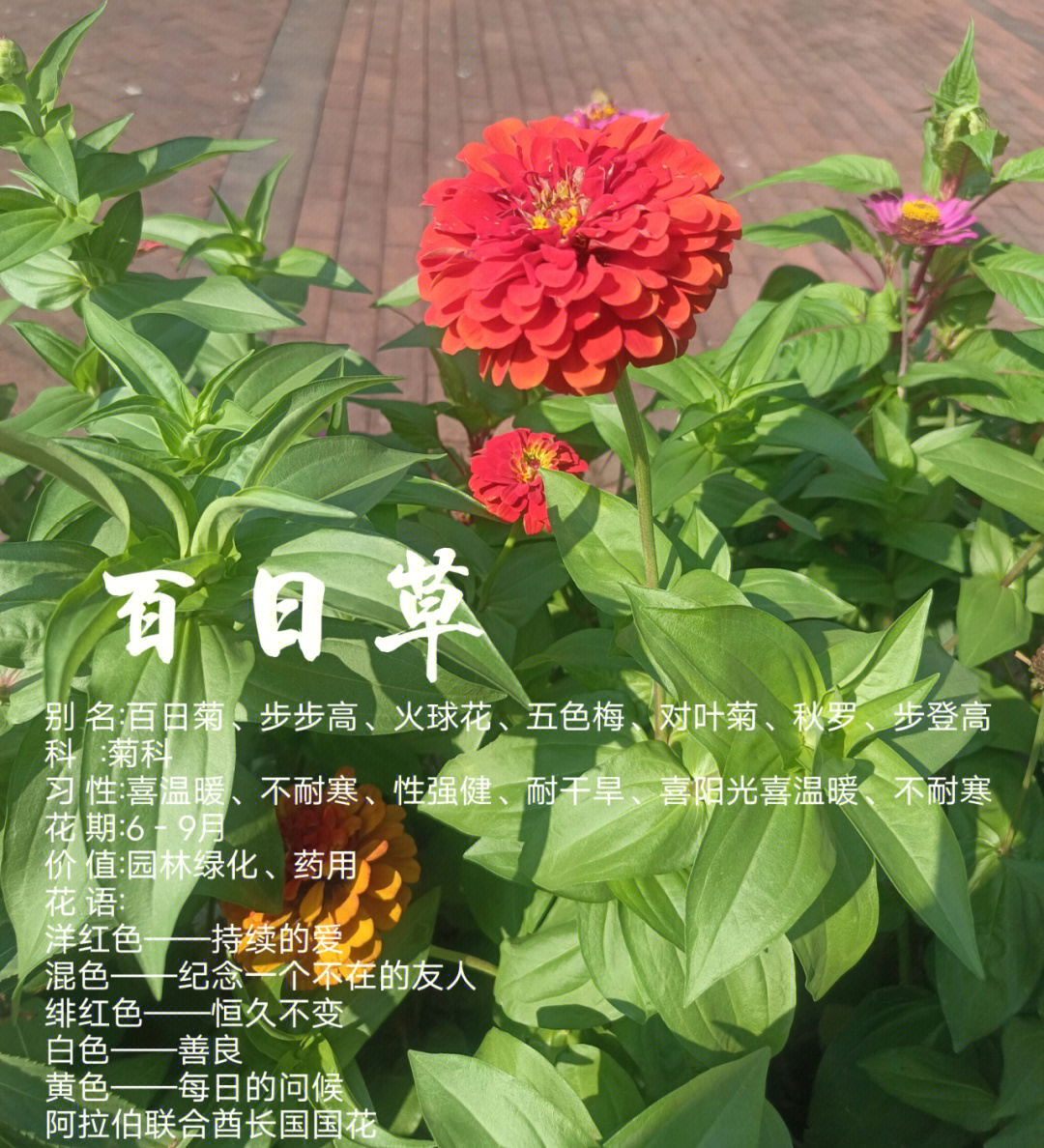 百日菊的图片 花语图片