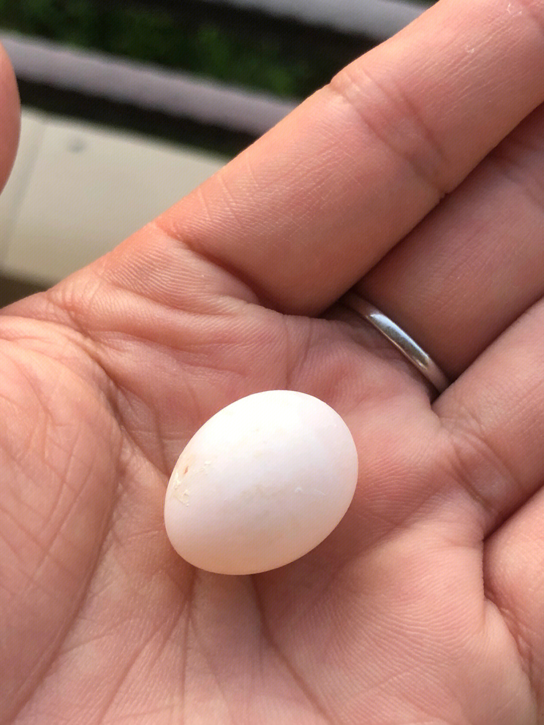 记录一下牡丹鹦鹉的第一颗蛋