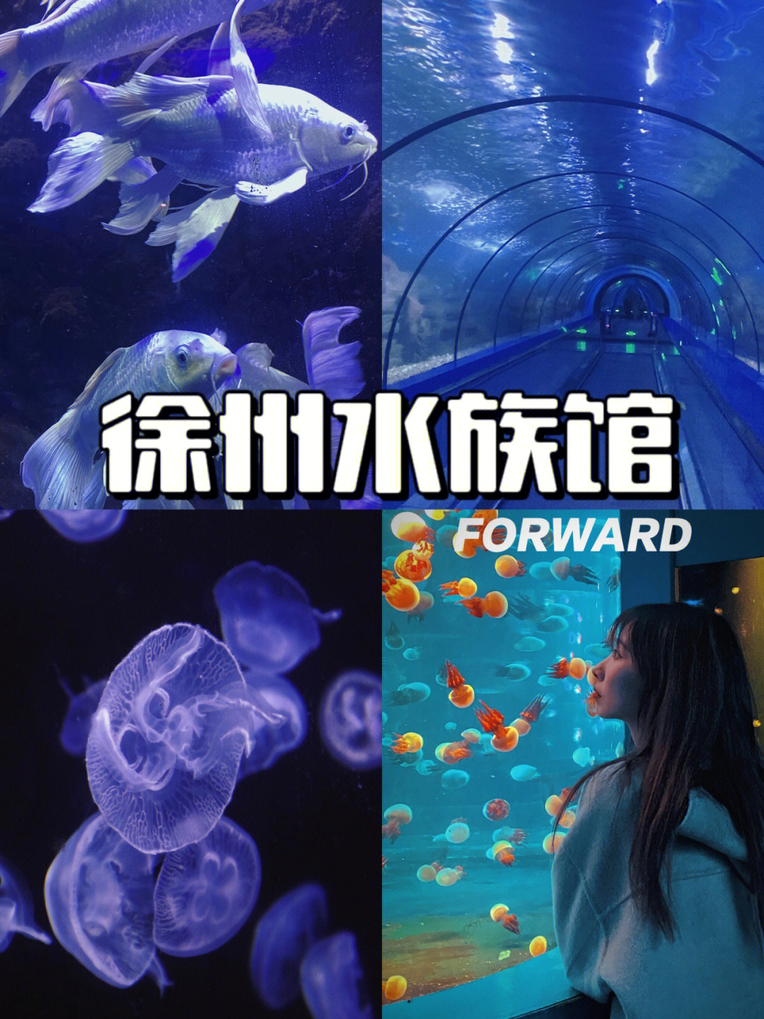 非常好看6015水族馆不大但是麻雀虽小五脏俱全啊几十种还有超级