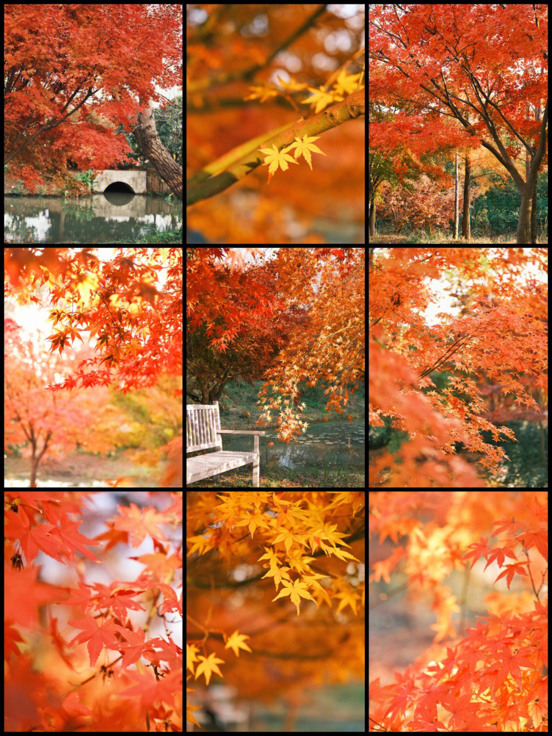 枫树一年四季的变化图片