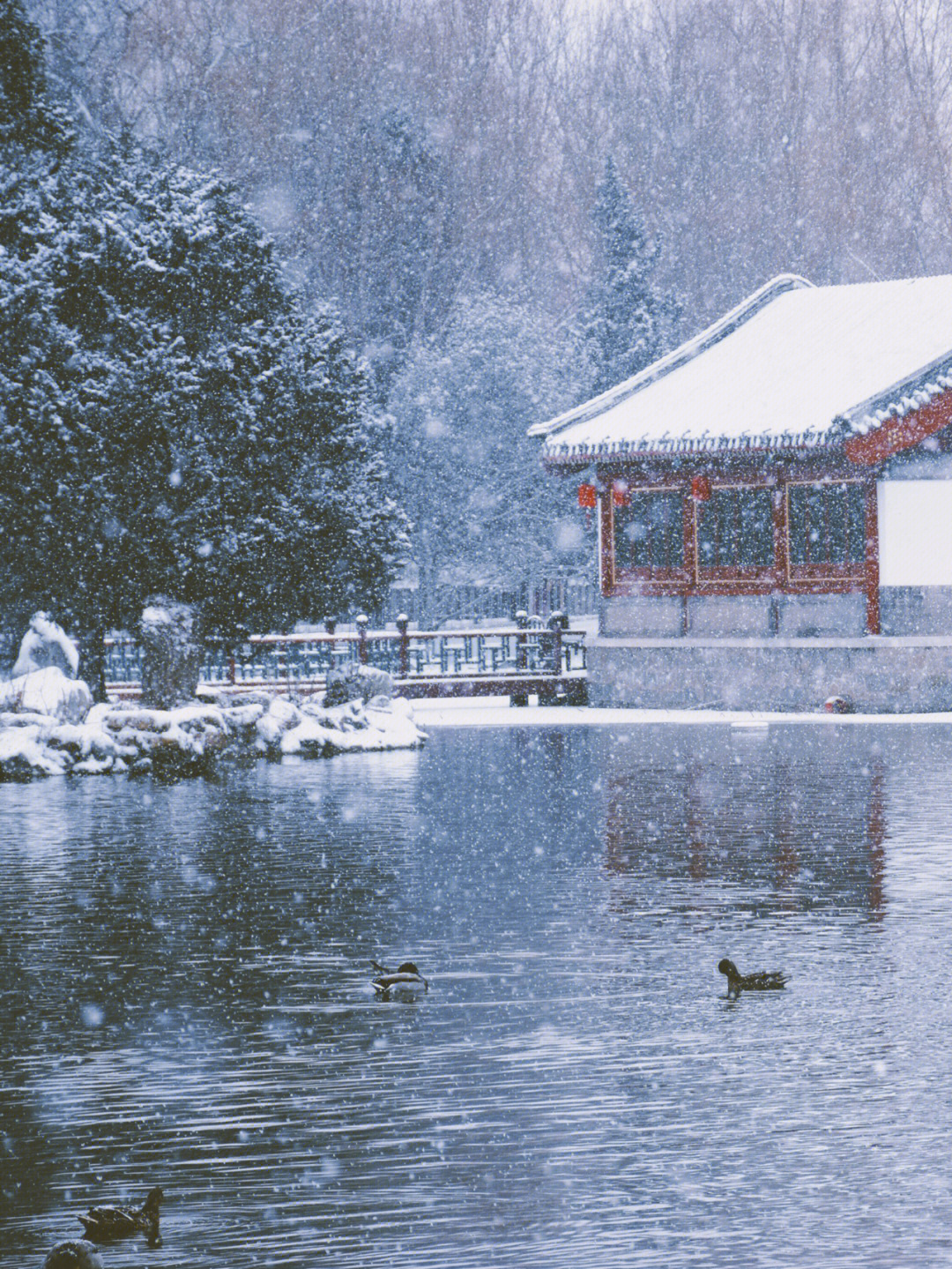 庭前飞雪人间惊鸿北京雪景