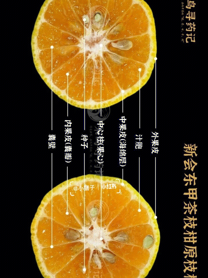 橘子解剖结构示意图图片