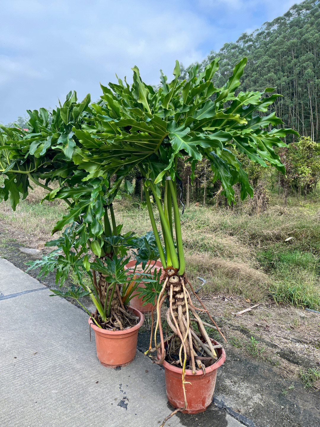 龙鳞春羽开花图片图片