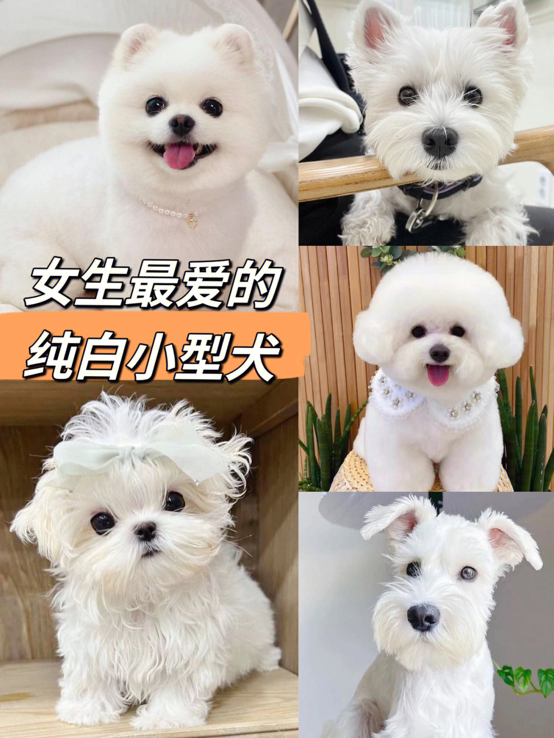 女生最爱的5种纯白小型犬