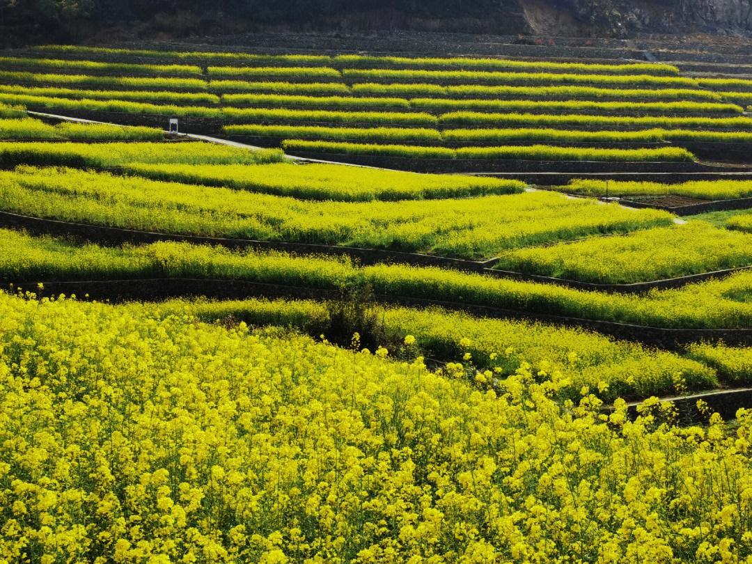 象山油菜花基地图片