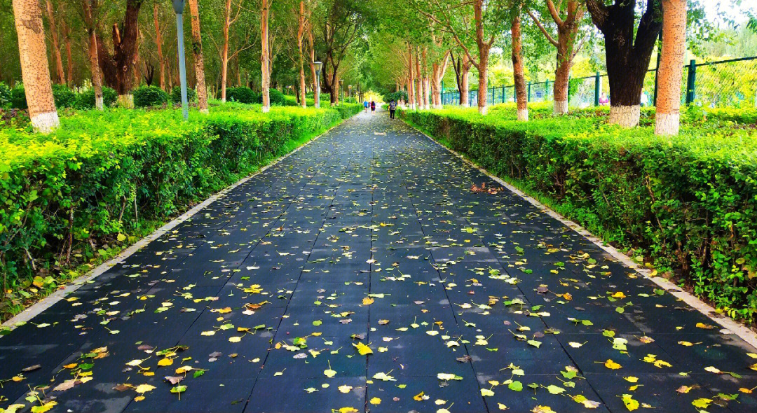 雨后清晨图片图片