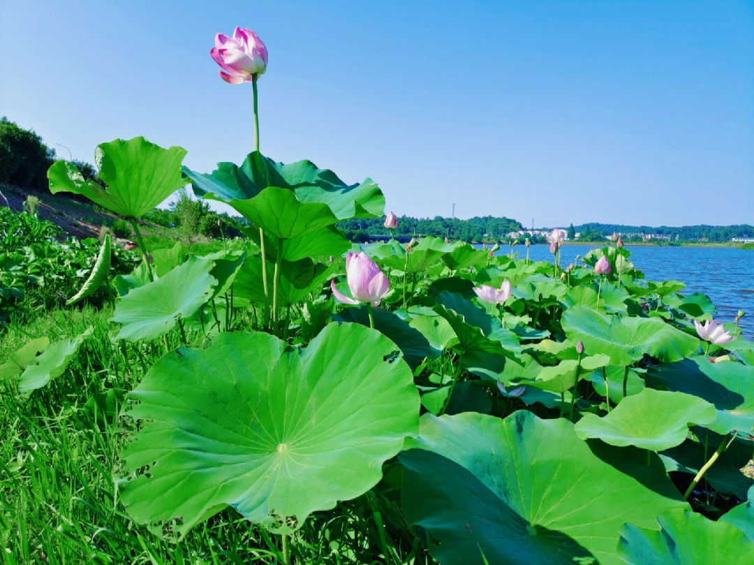 大自然是最治愈人的#夏日荷花#荷花#治愈#治愈系#治愈系风景