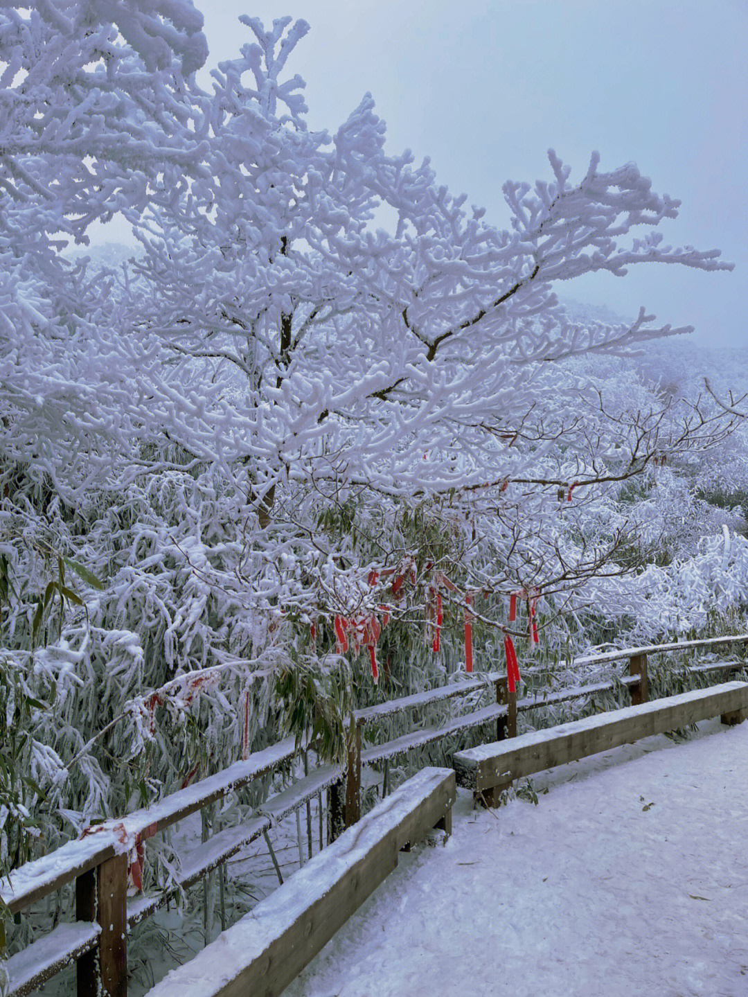 重庆金佛山看雪图片