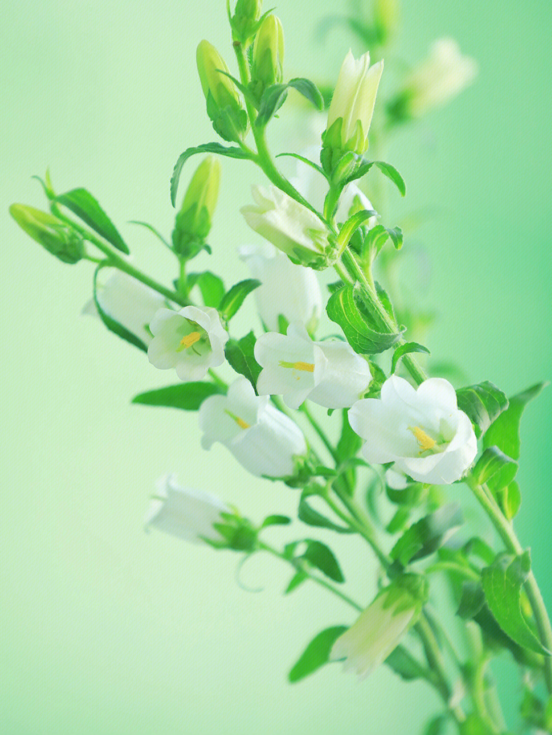 风铃草的花语白色图片