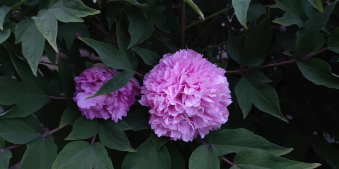 牡丹花唯有牡丹真国色,名不虚传,另外还有一小捧雏菊吧,初夏季节,粉