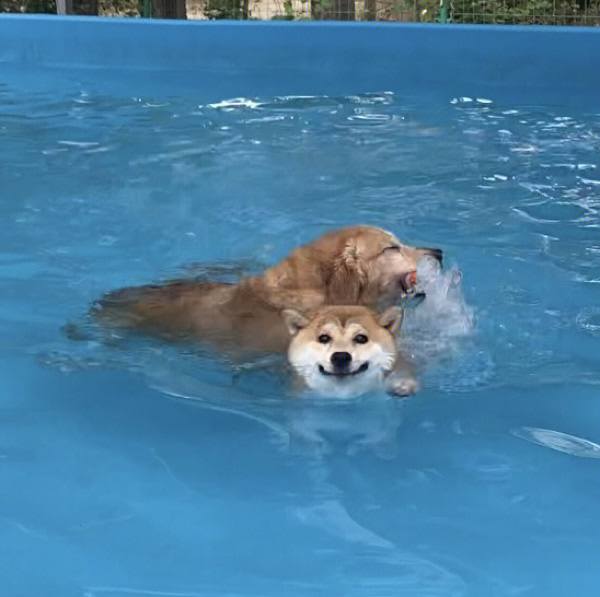 狗子敢自己下水游泳了