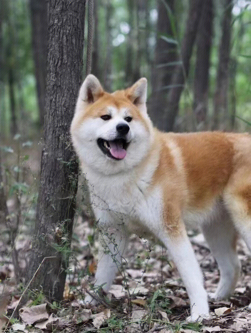 秋田犬种公和种母对后代品质有怎样的影响