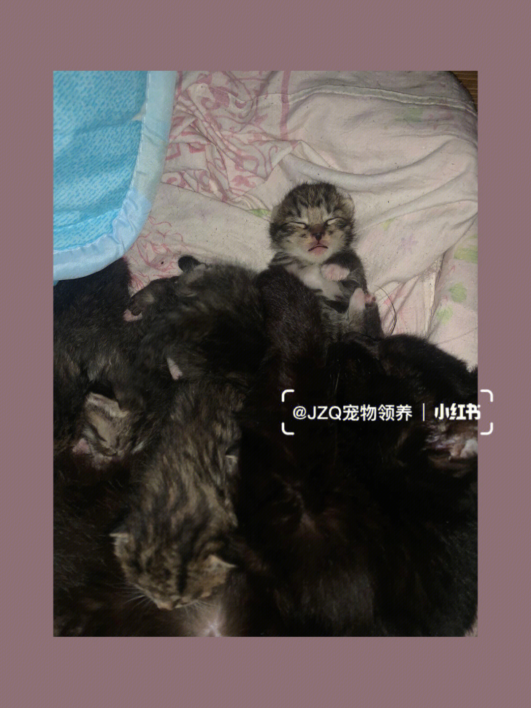 刚出生小猫拉黑色条状图片