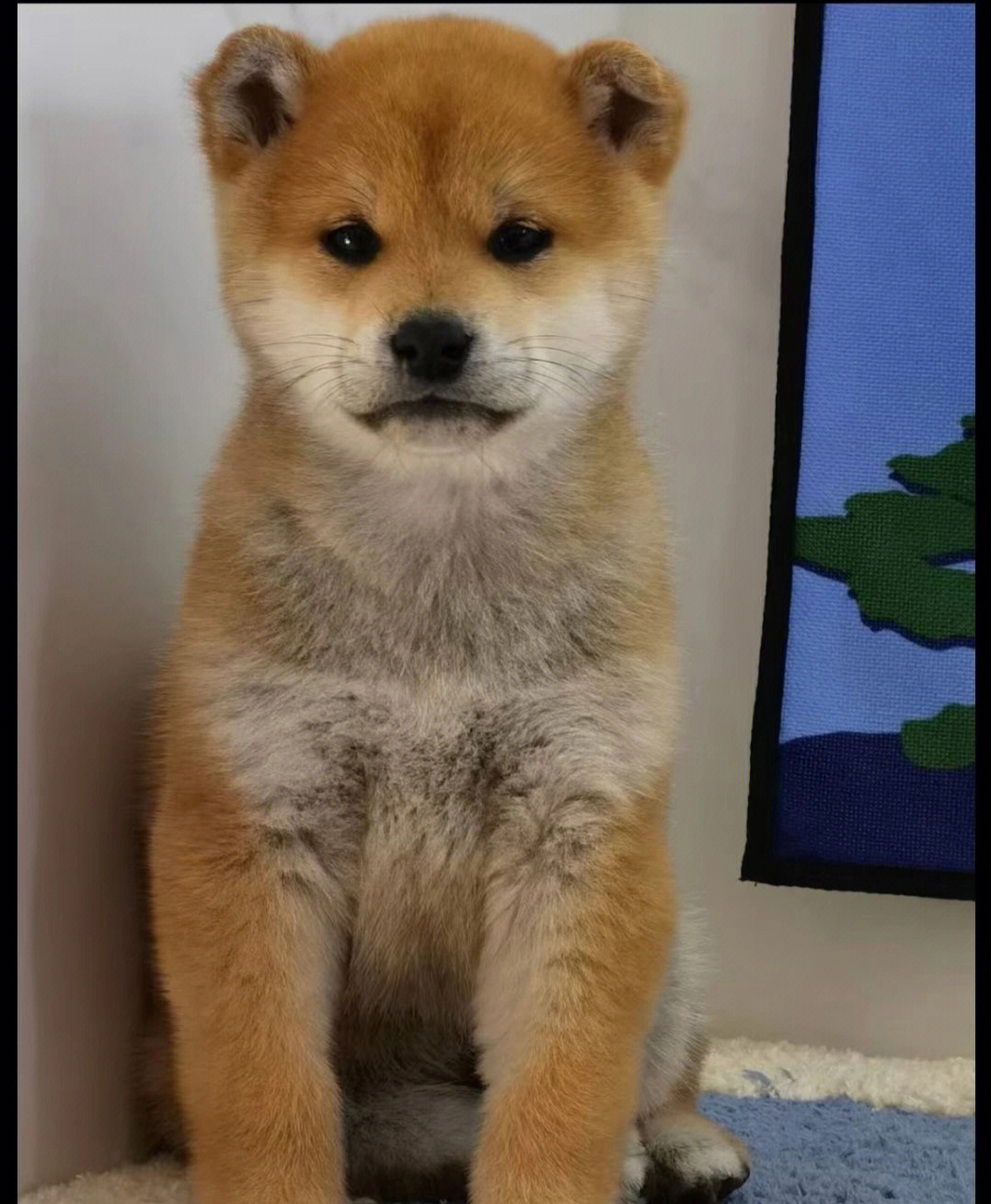 新手养柴犬