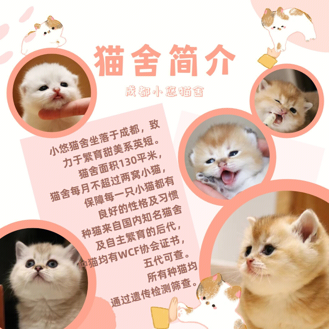 猫舍名字图片