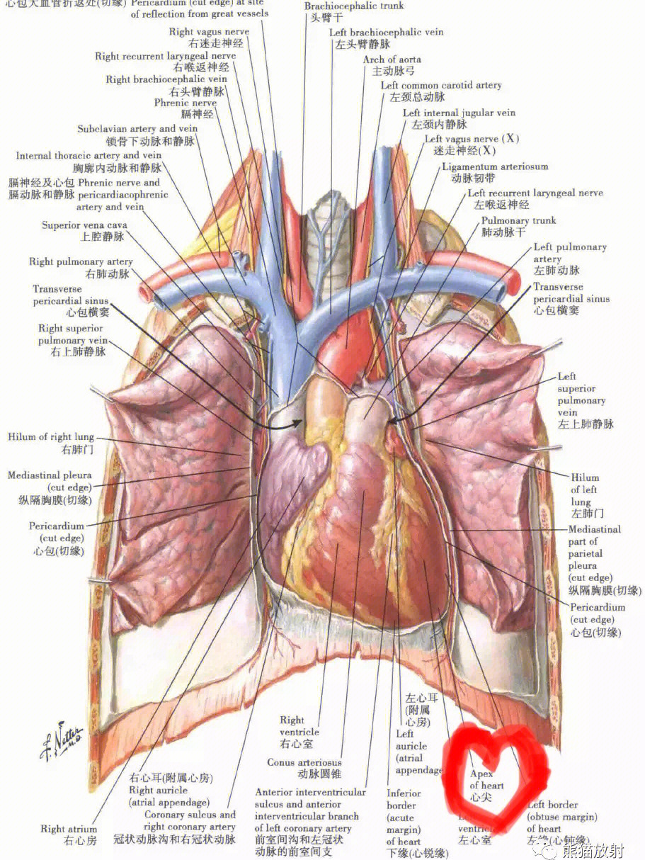 头臂静脉汇入下腔静脉图片