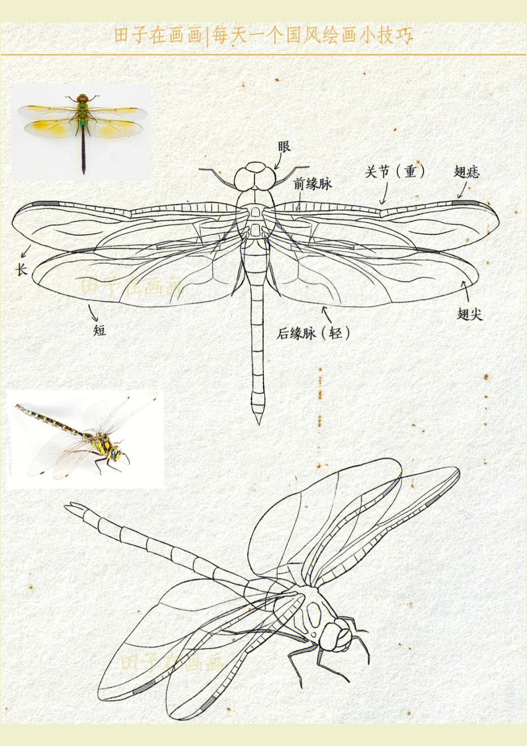蜻蜓结构多角度线稿