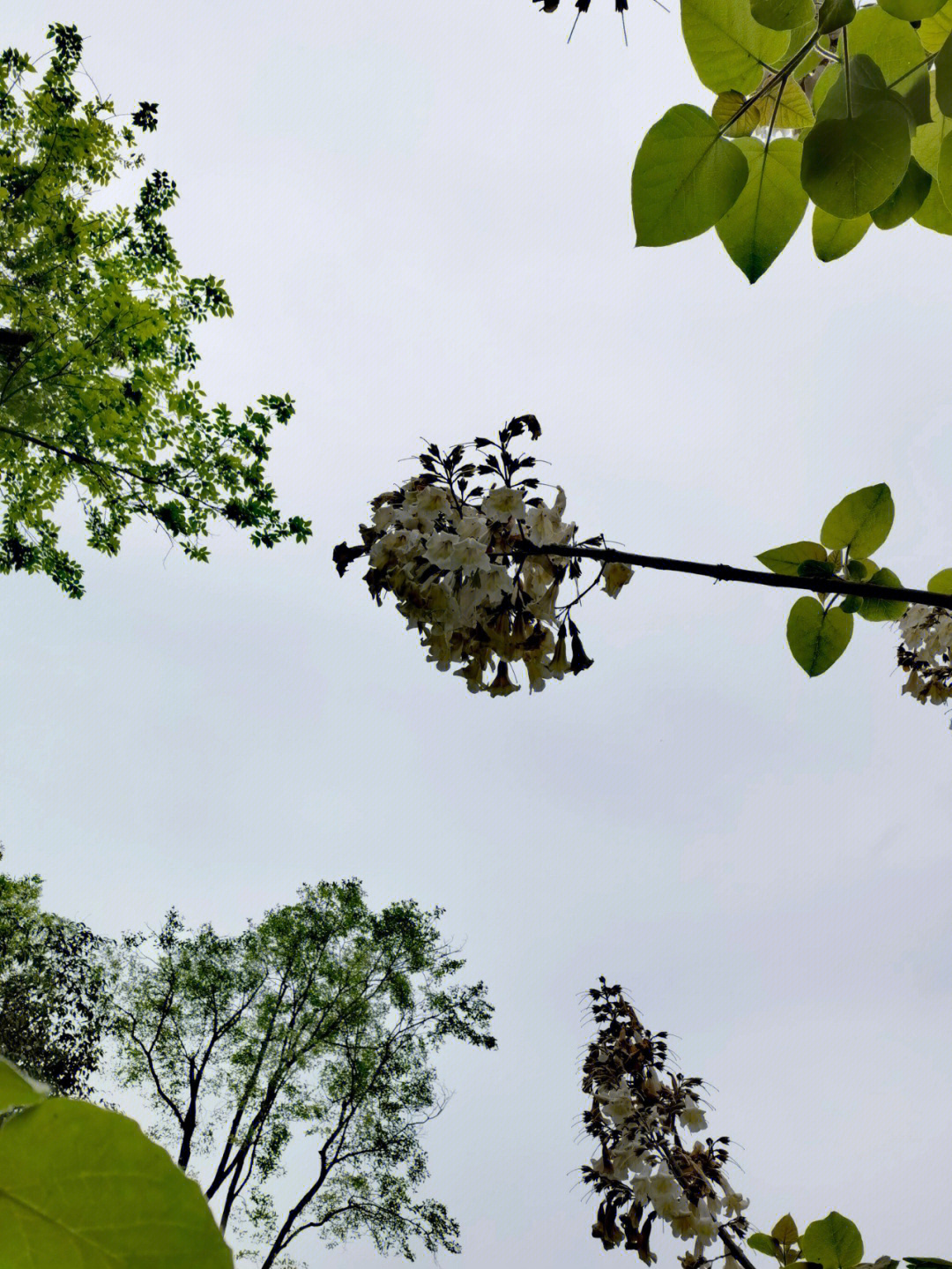 清明时节桐花开②白花泡桐