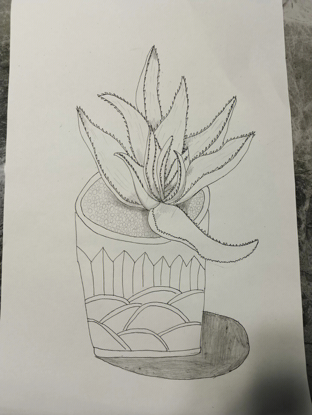 四年级植物写生简单图片