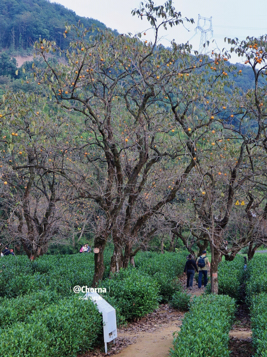 梅里村有1500 颗柿子树97这里方顶柿的种植历史有400多年了柿子树