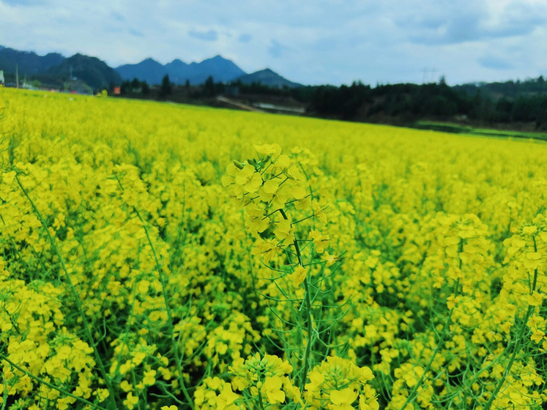 笔记灵感#春游拍照 瓦屋油菜花海,又是一季赏花日,一起来打call