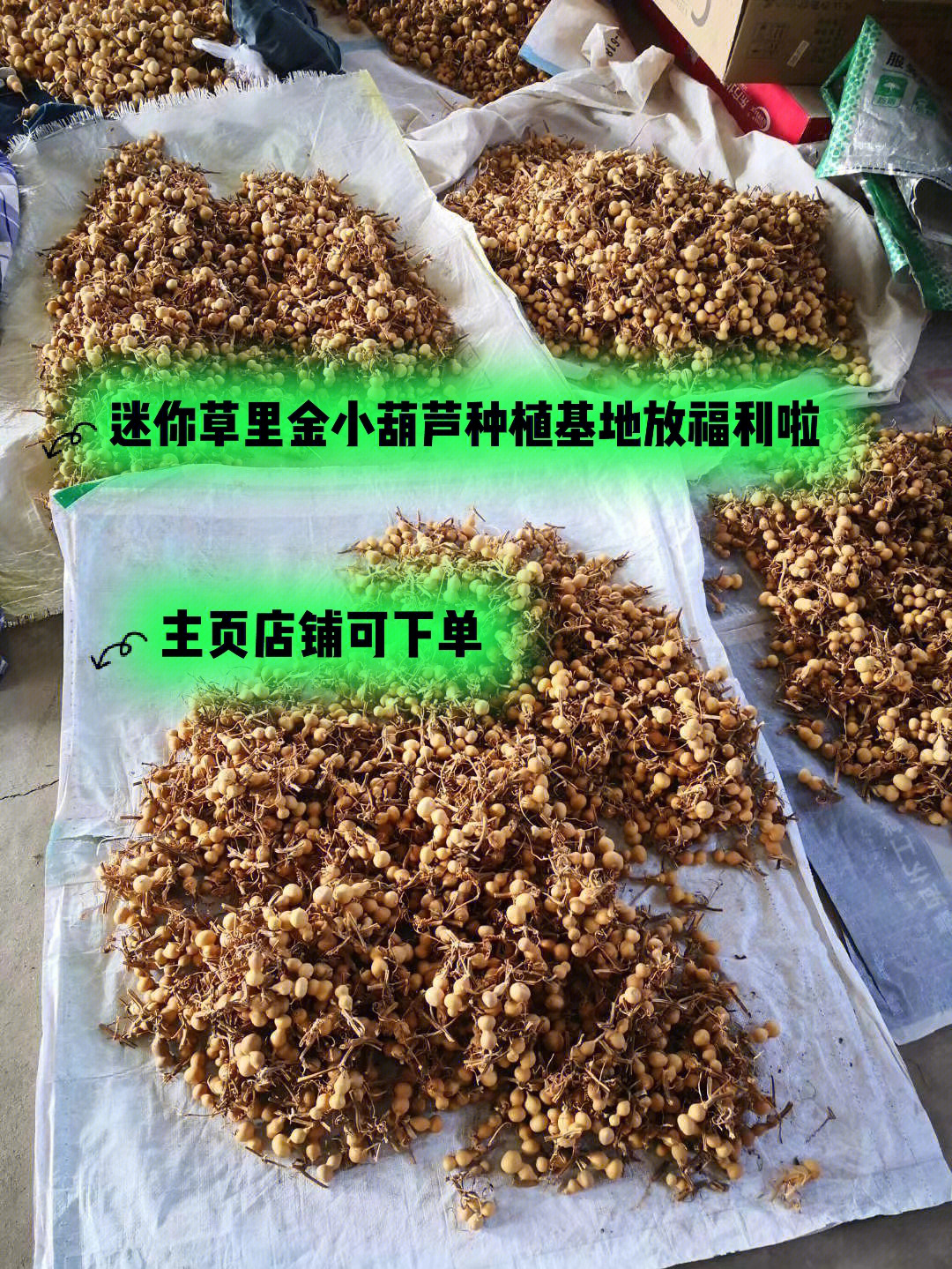 葫芦草的药用价值图片