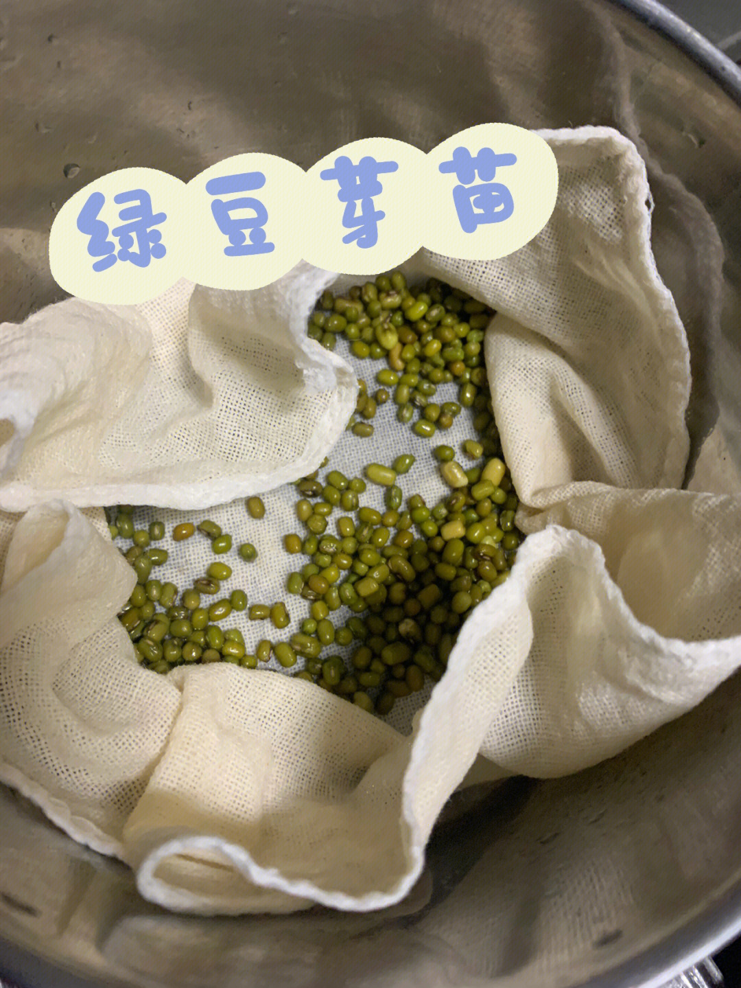 水培绿豆发芽过程图片图片