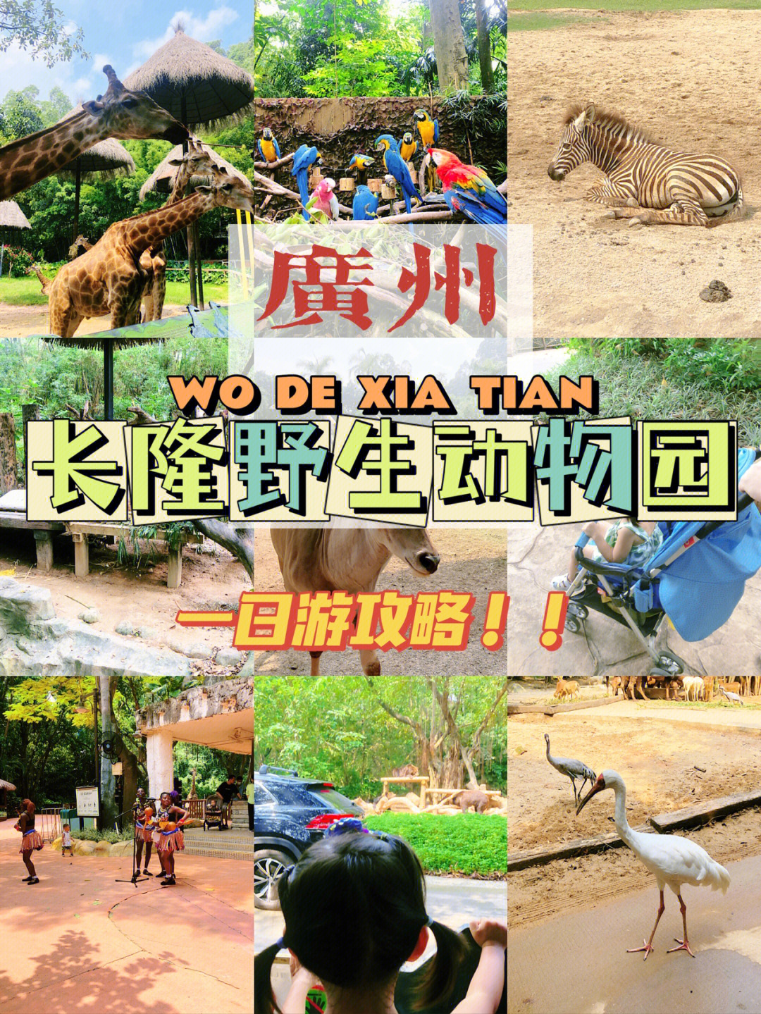 长隆野生动物园全景图图片