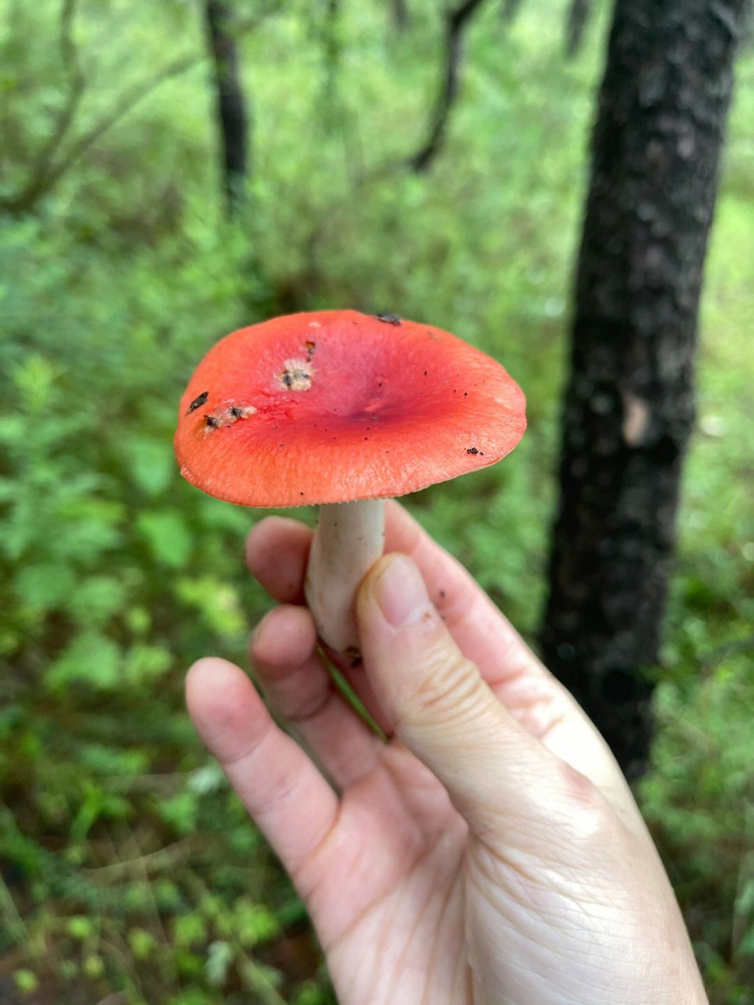 红伞伞简普图片