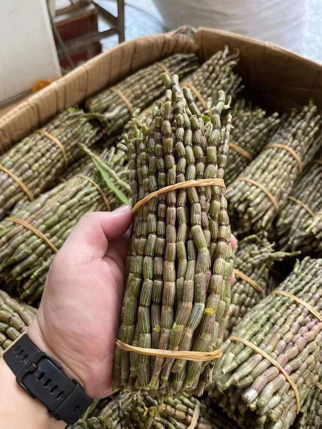 胃不好早上空腹喝新鲜铁皮石斛榨汁