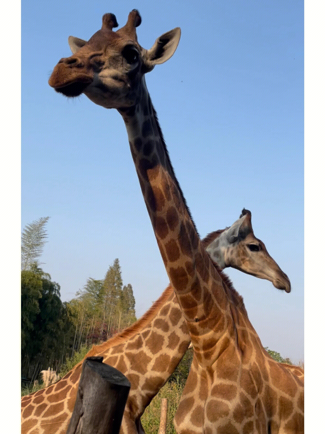 giraffemanor图片