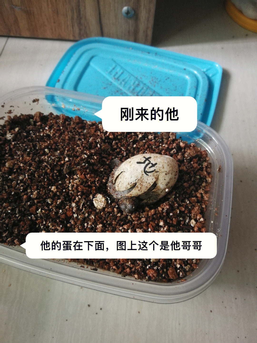 当初心血来潮买的乌龟蛋,没想到居然活下来了,而且还特别能吃,两年半