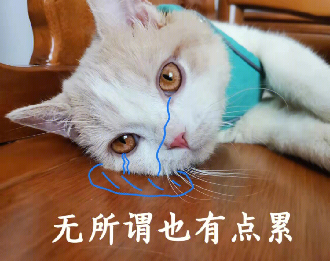 一些忧郁的猫猫表情包