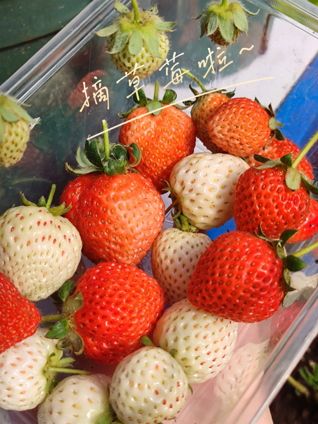 枥乙女草莓图片